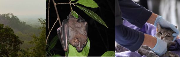 Bibliotec_ZonosisWebinar Zoonosis y el concepto de “Una Salud” en la región Selva Maya