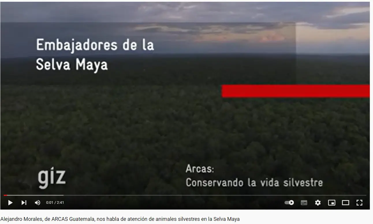 06-EnlacesInteres-Atención de animales silvestres en la Selva Maya Atención de animales silvestres en la Selva Maya