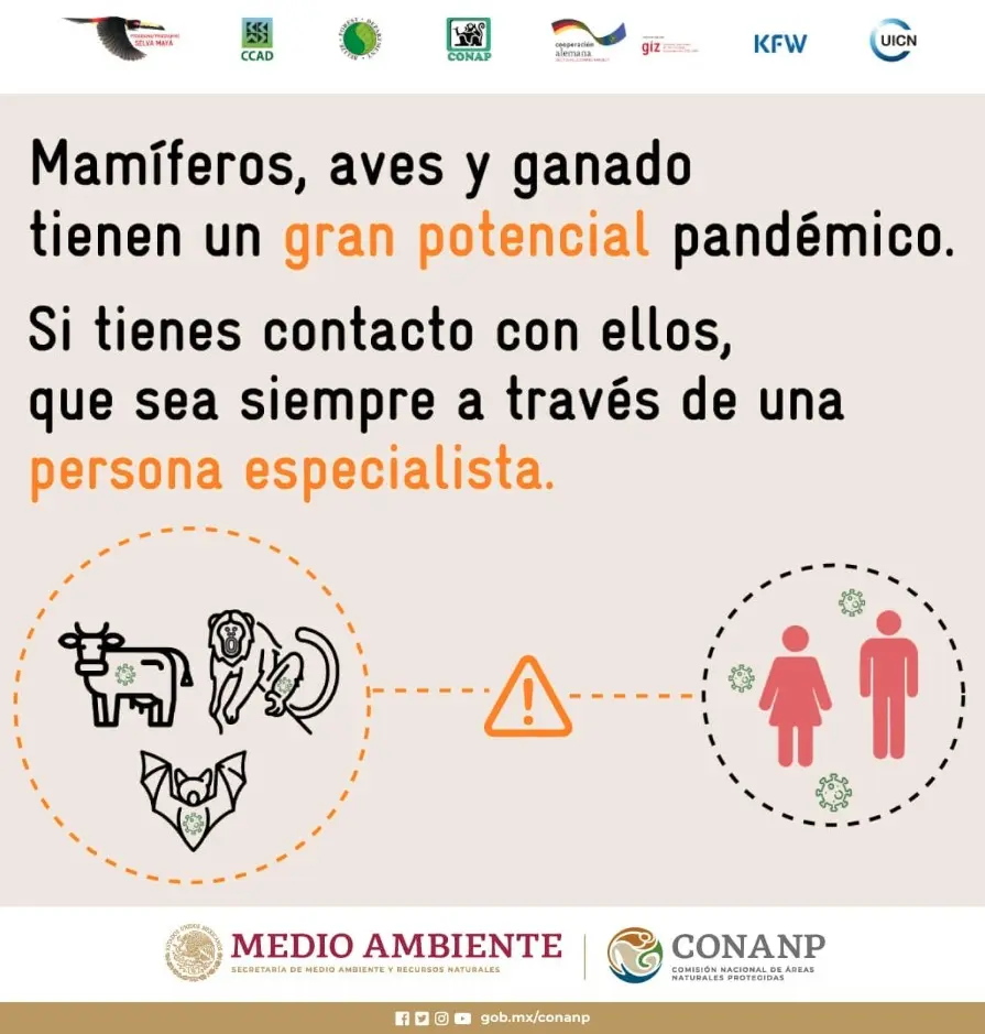 09-EnlacesInteres-Mamíferos, aves y ganado tienen un gran potencial pandémico Mamíferos, aves y ganado tienen un gran potencial pandémico